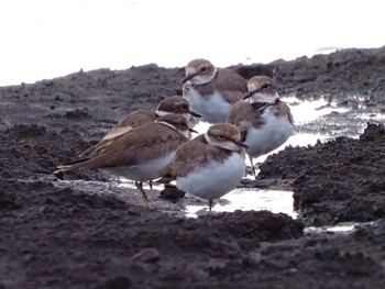 Little Ringed Plover Isanuma Sun, 9/19/2021