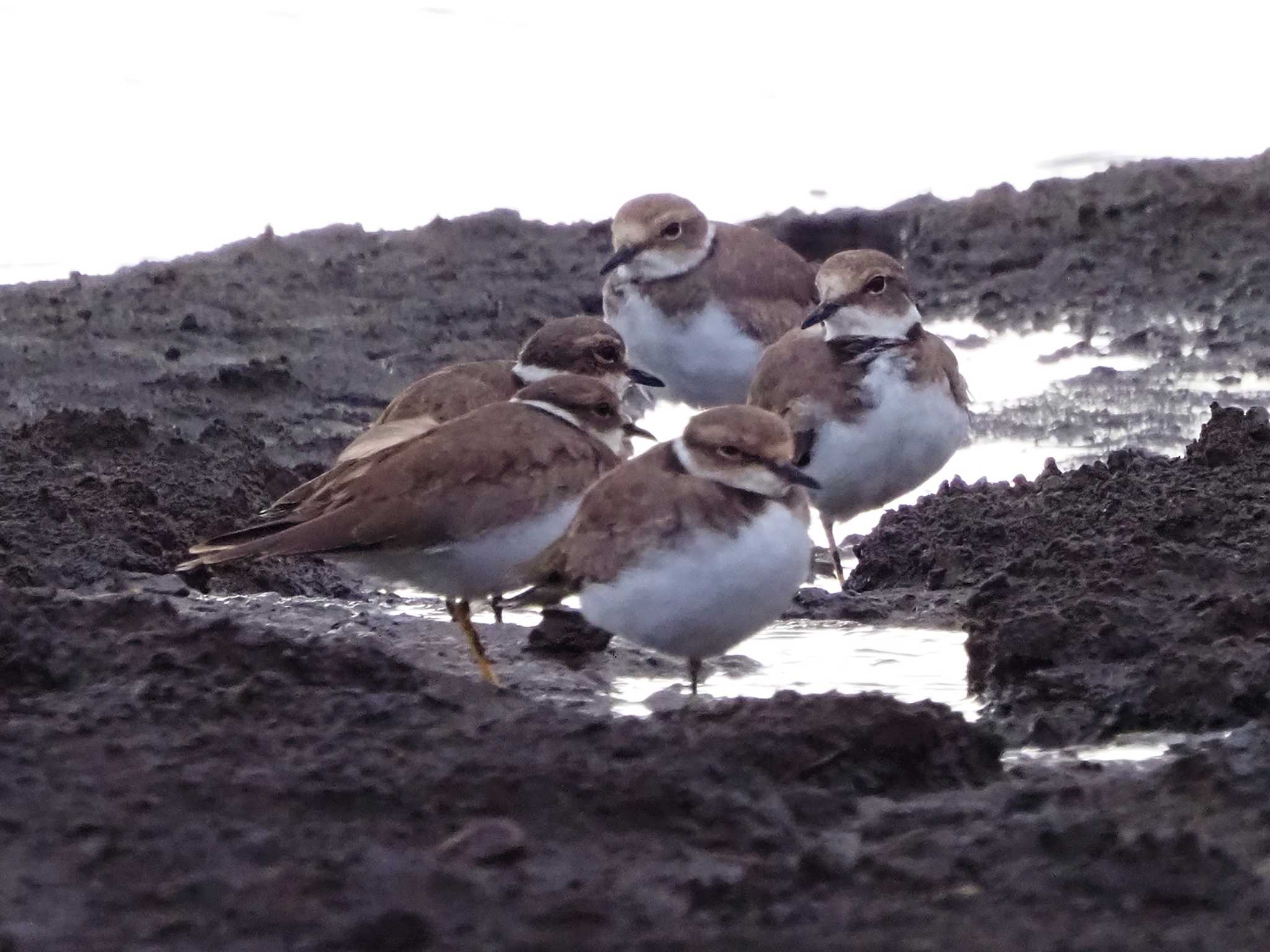 コチドリ