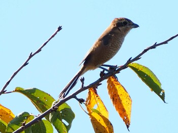 Bull-headed Shrike Isanuma Sun, 9/19/2021