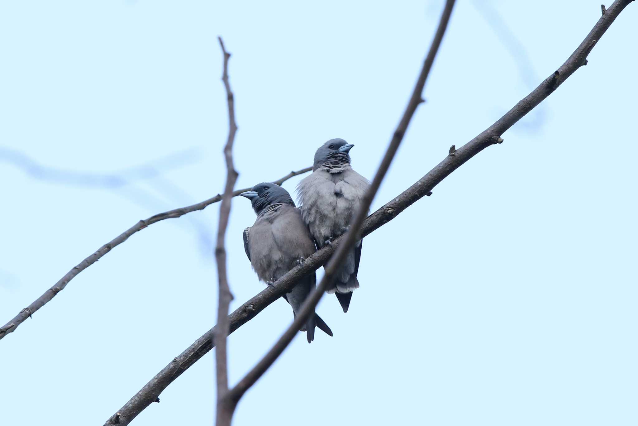 Photo of Ashy Woodswallow at Angkhang Nature Resort by Trio