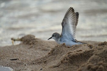 Red-necked Stint 飯梨川河口(島根県安来市) Tue, 9/21/2021