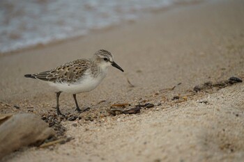 Red-necked Stint 飯梨川河口(島根県安来市) Tue, 9/21/2021