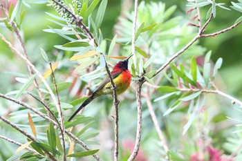 Mrs. Gould's Sunbird Angkhang Nature Resort Wed, 3/22/2017