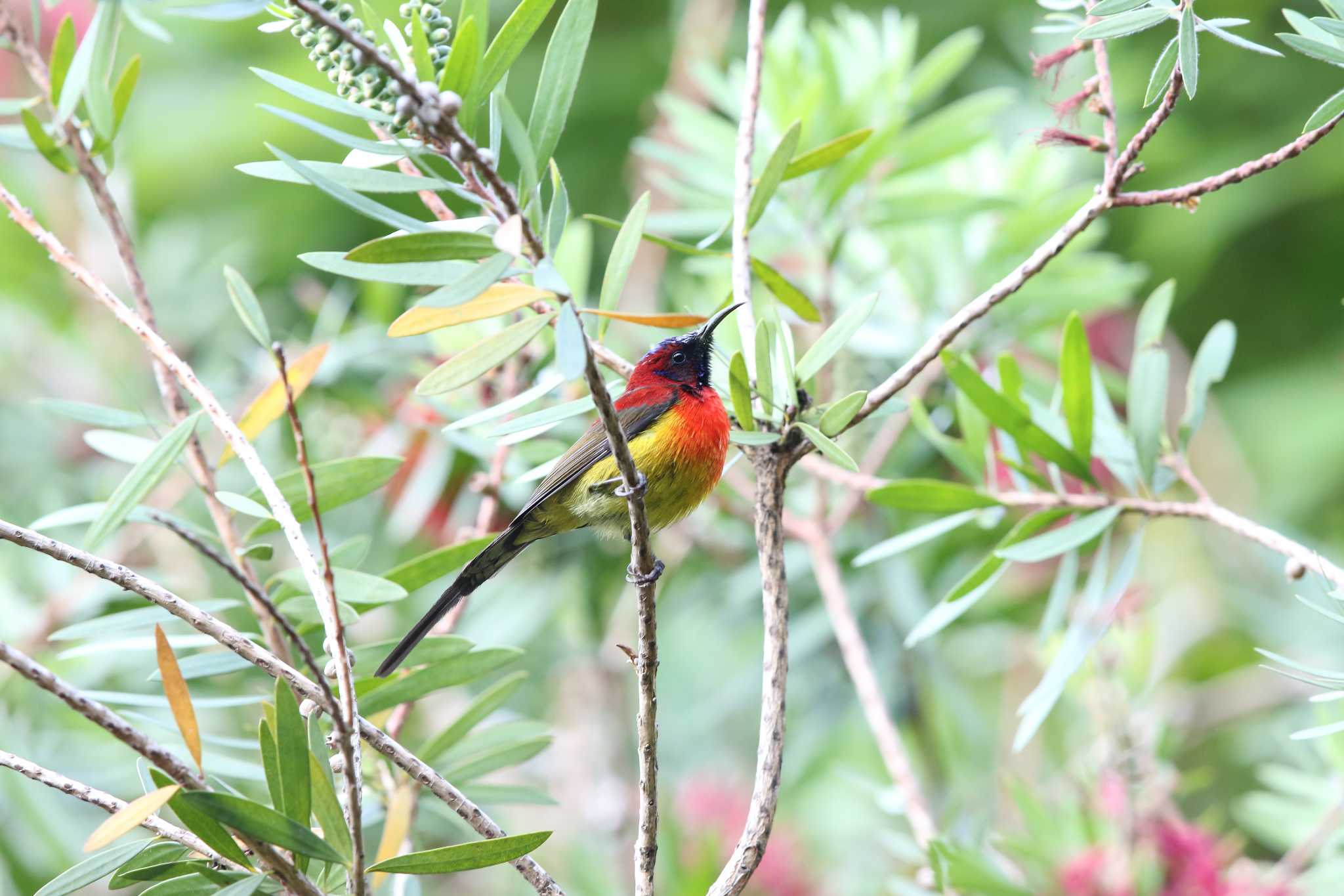 Photo of Mrs. Gould's Sunbird at Angkhang Nature Resort by Trio