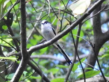 Long-tailed Tit 各務野自然遺産の森 Tue, 9/21/2021