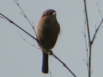 2021年9月21日(火) 横須賀市の野鳥観察記録