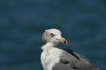 2021年9月21日(火) 松江市の野鳥観察記録