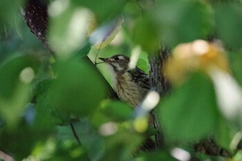 2021年9月21日(火) 福井緑地(札幌市西区)の野鳥観察記録