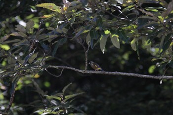 Grey-capped Greenfinch 藤井川 Tue, 9/21/2021