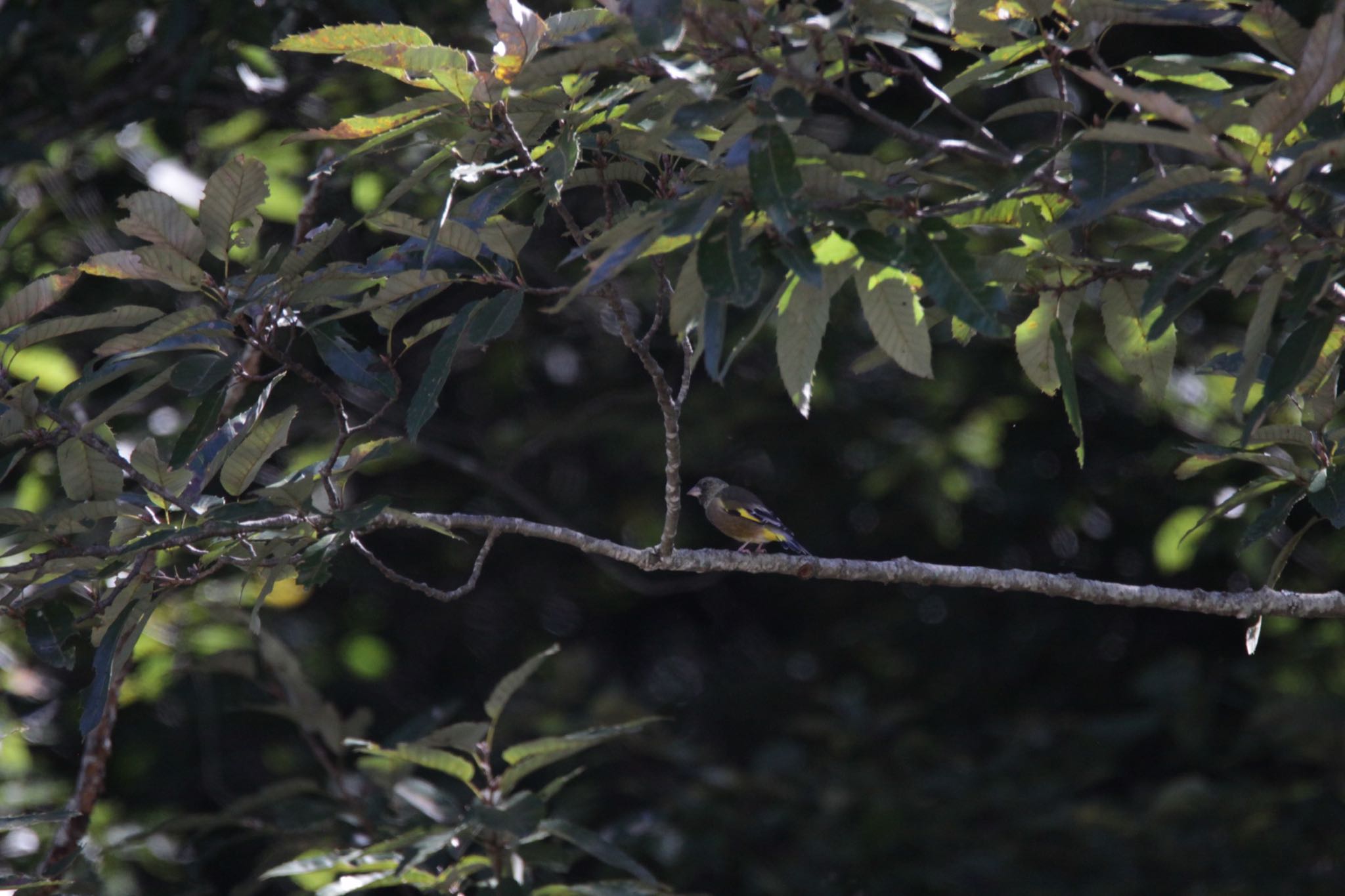 Photo of Grey-capped Greenfinch at 藤井川 by Tetraodon