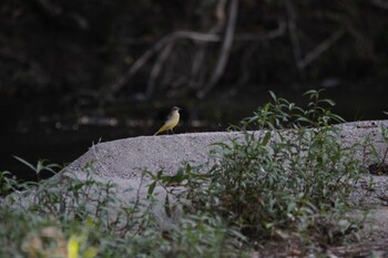 Grey Wagtail 藤井川 Tue, 9/21/2021