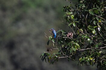 Common Kingfisher 藤井川 Tue, 9/21/2021