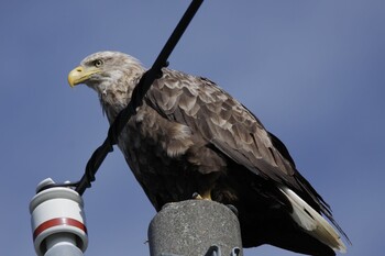 White-tailed Eagle 標津市 Sun, 8/29/2021