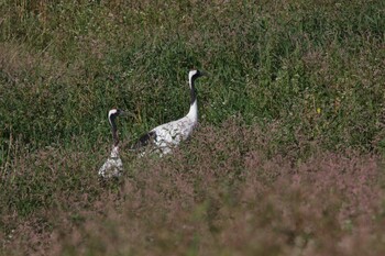 Red-crowned Crane 標津市 Sun, 8/29/2021