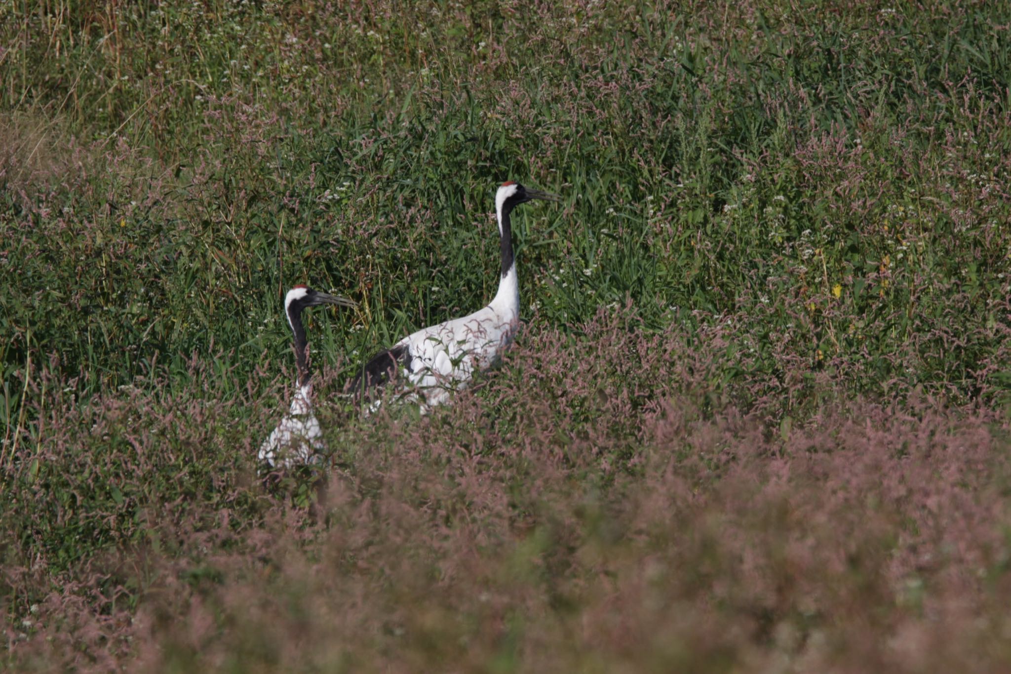 Red-crowned Crane