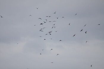 Pacific Swift Teuri Island Mon, 8/2/2021