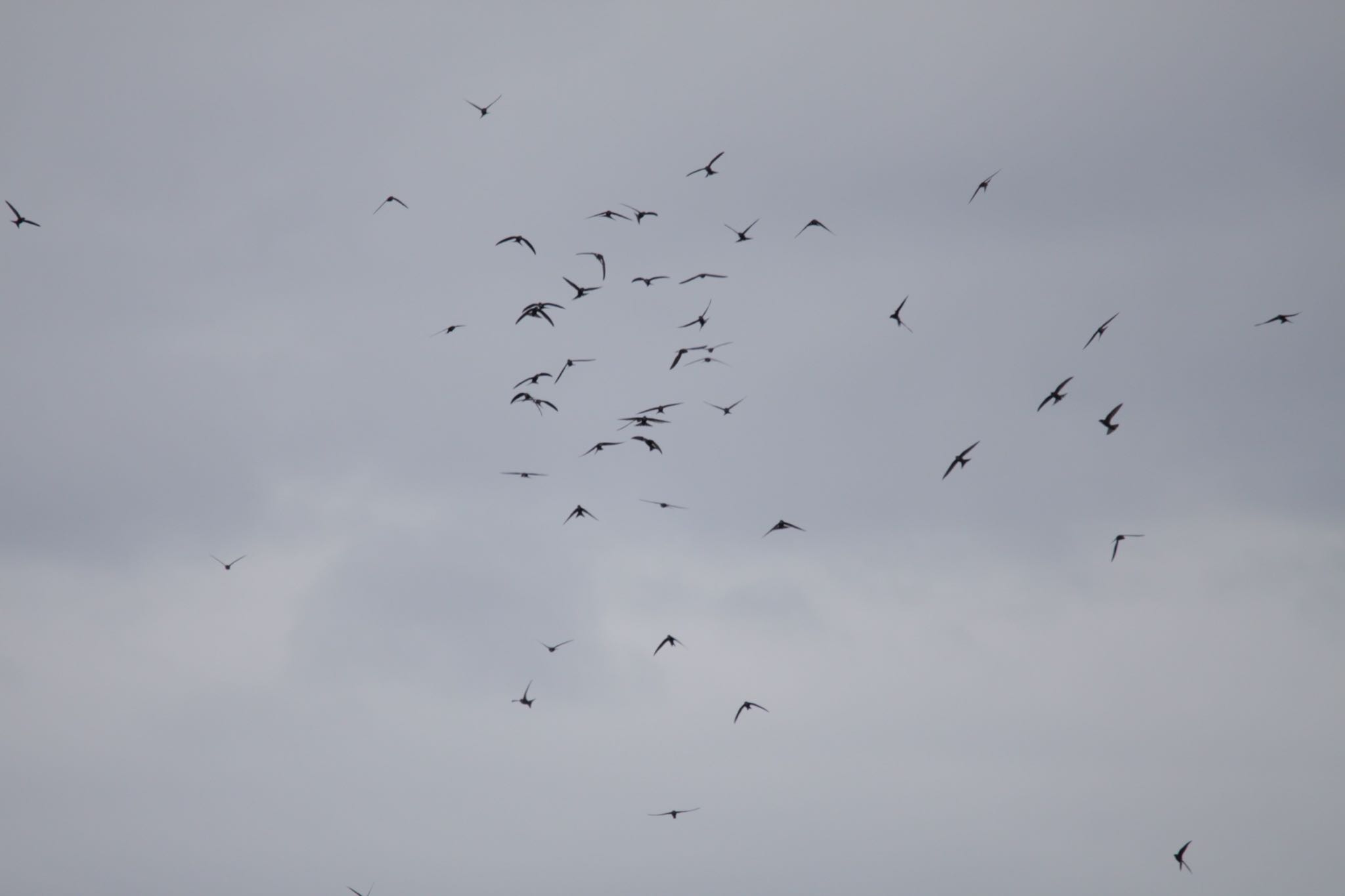 Photo of Pacific Swift at Teuri Island by Tetraodon