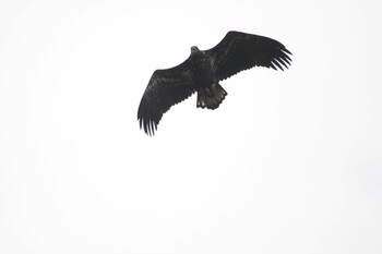 White-tailed Eagle Teuri Island Mon, 8/2/2021