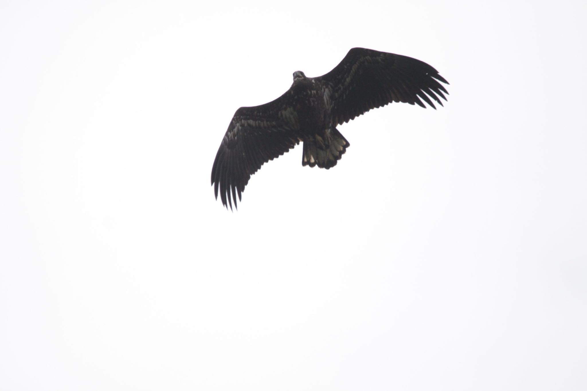 Photo of White-tailed Eagle at Teuri Island by Tetraodon