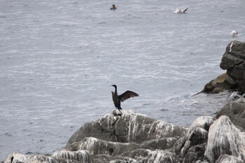 Pelagic Cormorant Teuri Island Mon, 8/2/2021