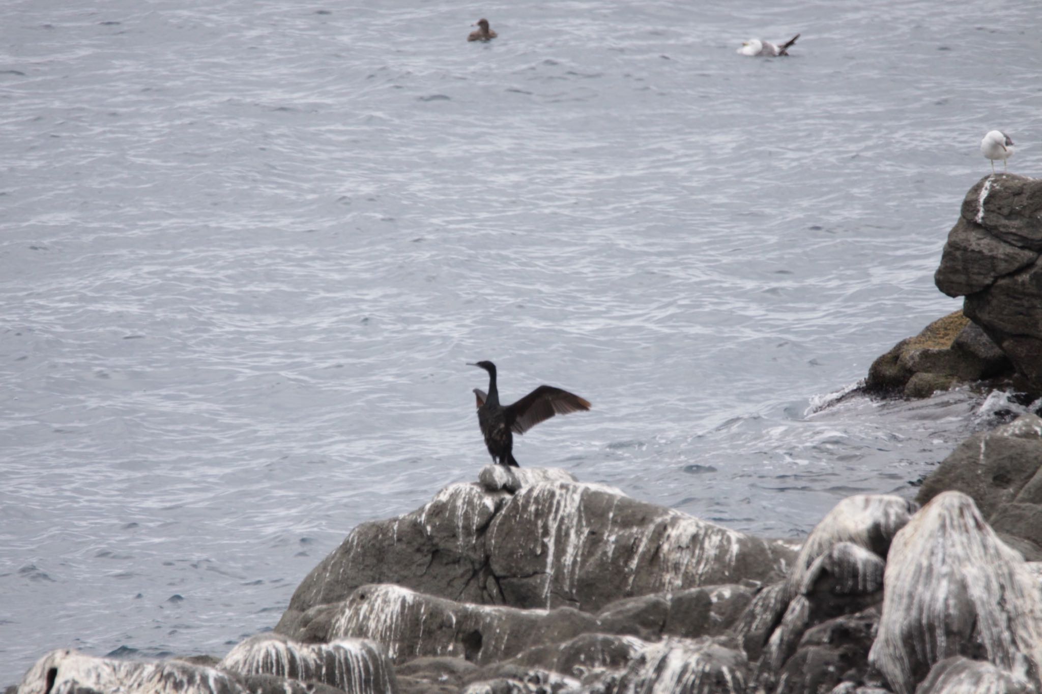 Photo of Pelagic Cormorant at Teuri Island by Tetraodon