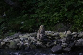 Blakiston's Fish Owl 民宿 鷲の宿(羅臼) Sun, 6/13/2021