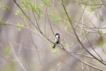 Japanese Tit 札幌市南区 Thu, 4/29/2021