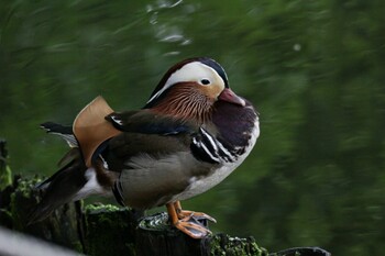 Mandarin Duck Maruyama Park Tue, 5/25/2021