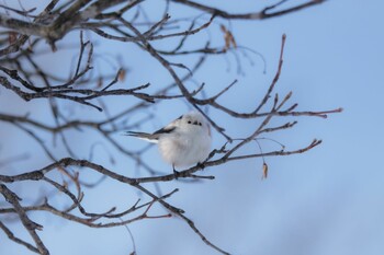 Long-tailed tit(japonicus) 札幌市南区 Sun, 2/28/2021