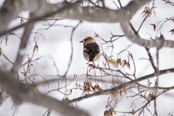 Hawfinch 札幌市南区 Wed, 2/24/2021