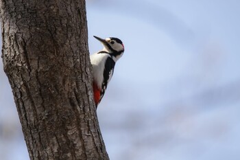 Great Spotted Woodpecker 札幌市南区 Wed, 4/7/2021