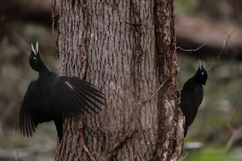 Black Woodpecker Unknown Spots Fri, 4/2/2021