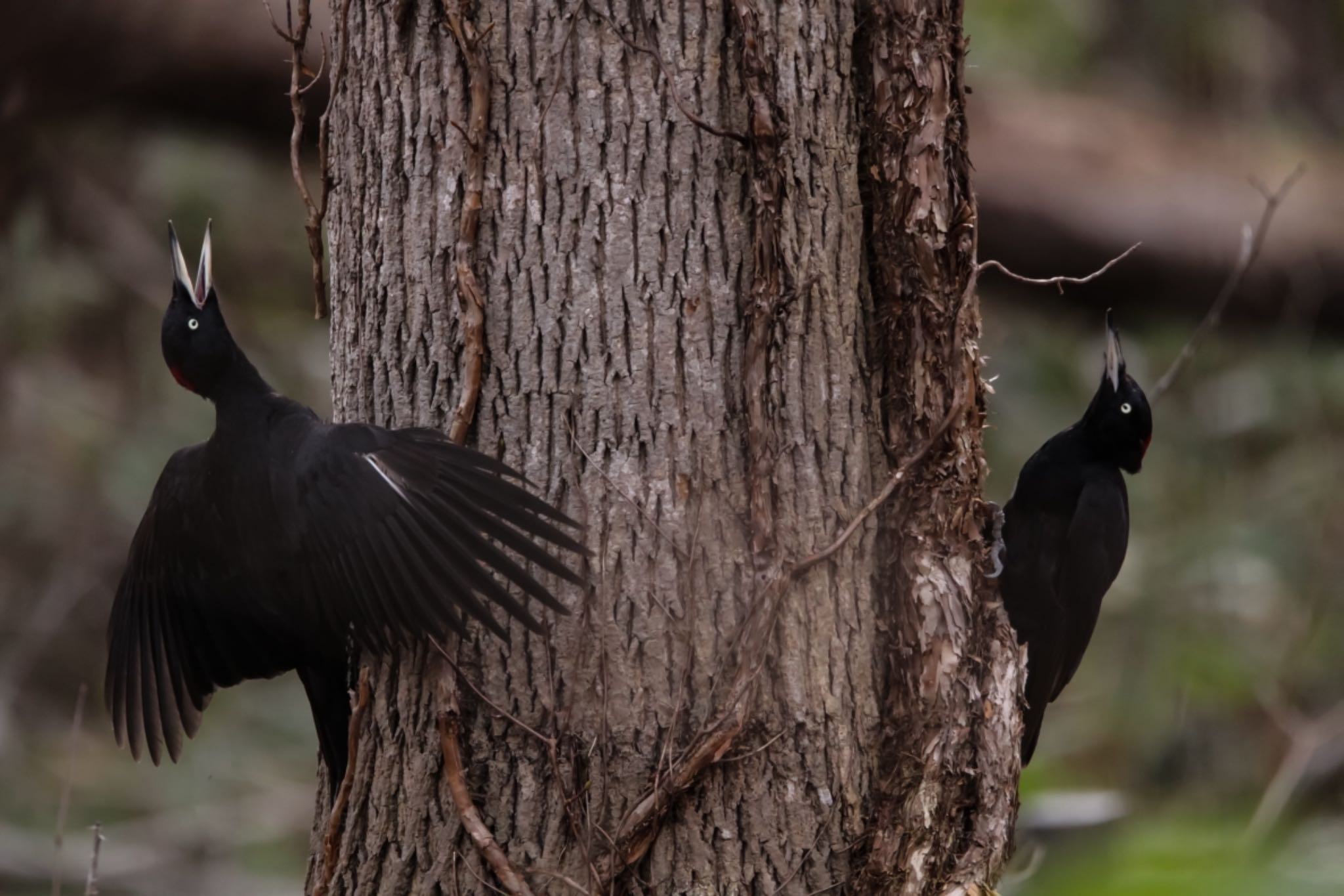 Photo of Black Woodpecker at  by Tetraodon