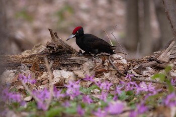 Black Woodpecker Unknown Spots Thu, 4/29/2021