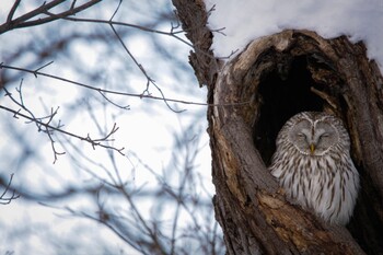 Ural Owl(japonica) Unknown Spots Sun, 2/28/2021