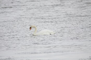 Mute Swan Shinjiko Green Park Sat, 9/18/2021