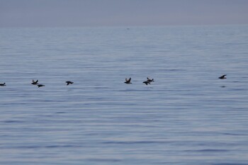 Rhinoceros Auklet 羅臼沖 Sat, 7/31/2021