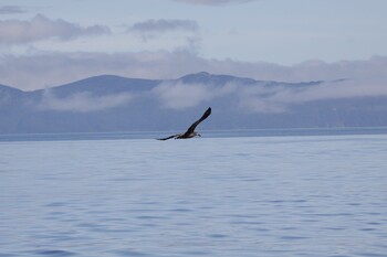 Black-footed Albatross 羅臼沖 Sat, 7/31/2021