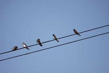 Sand Martin 藻琴 Fri, 7/30/2021