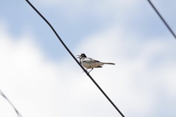 White Wagtail 美深町 Fri, 7/30/2021