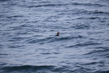 Rhinoceros Auklet 室蘭沖 Wed, 7/21/2021