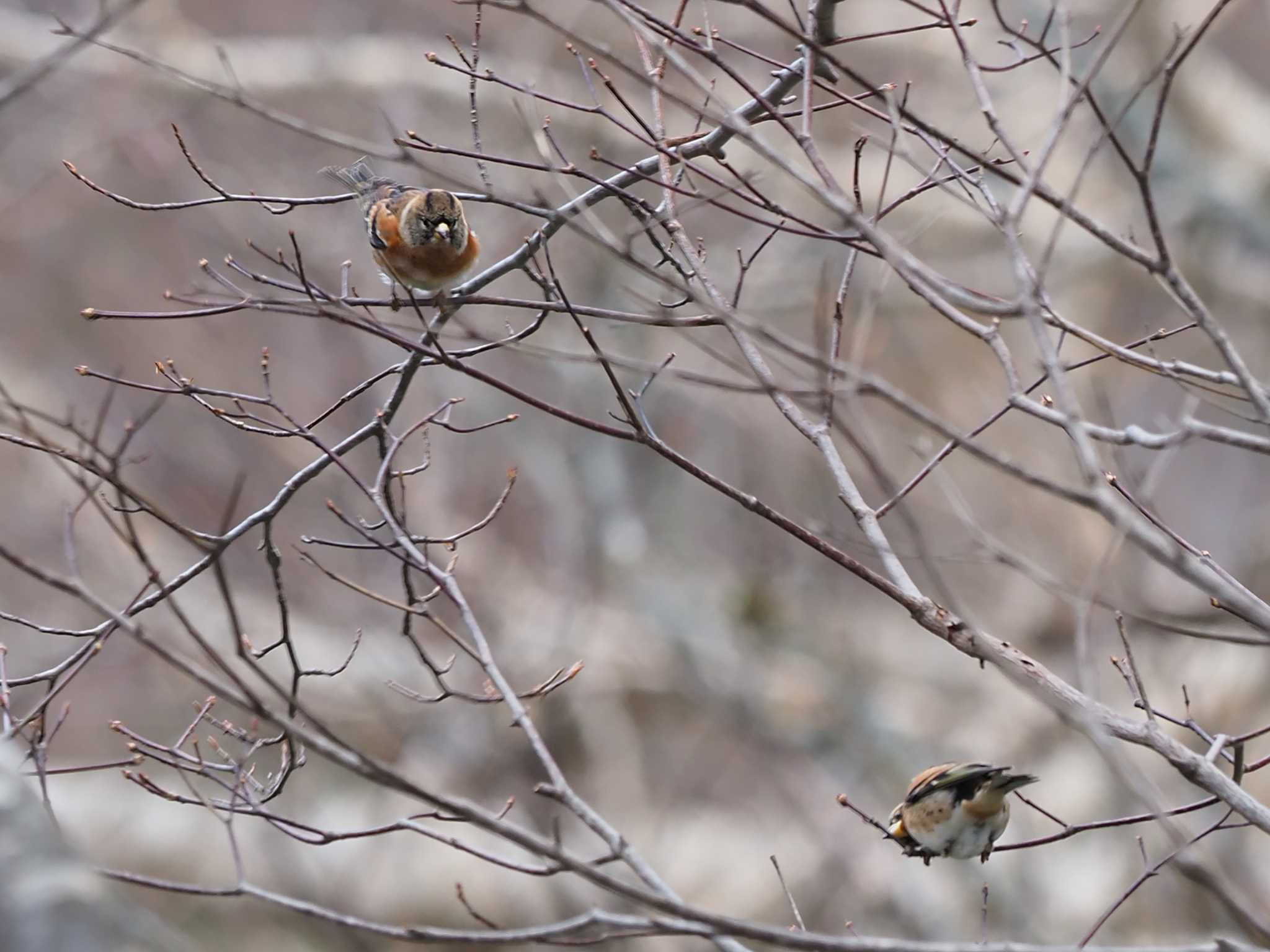 Photo of Brambling at Ozegahara by 日根野 哲也