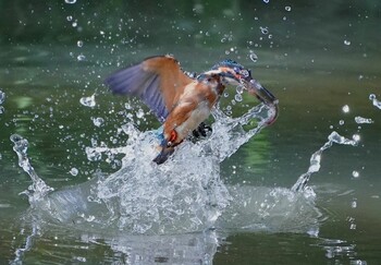 Common Kingfisher 千里南公園 Sun, 9/19/2021