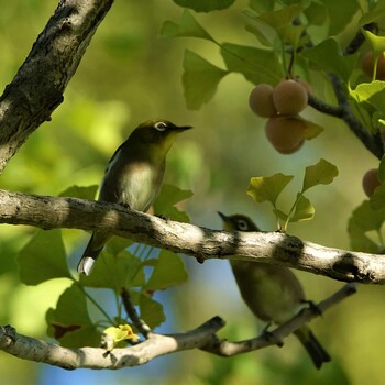 2021年9月22日(水) ロクハ公園(滋賀県草津市)の野鳥観察記録