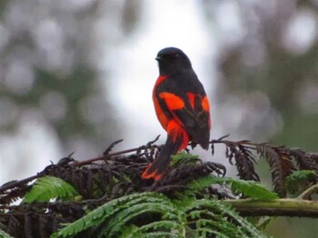 Long-tailed Minivet