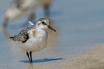 Sanderling 山口県下関市 Tue, 9/21/2021