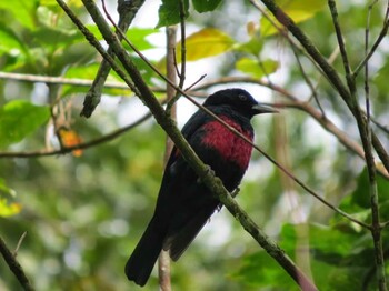 Black-and-crimson Oriole