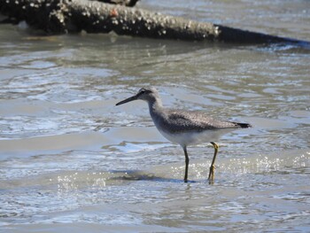 Grey-tailed Tattler 吉野川河口 Tue, 9/21/2021