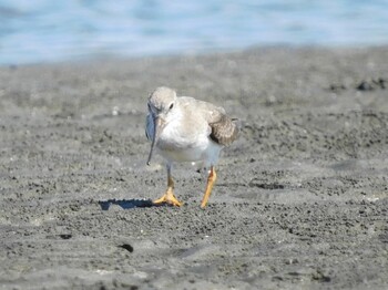 ソリハシシギ ふなばし三番瀬海浜公園 2021年9月20日(月)