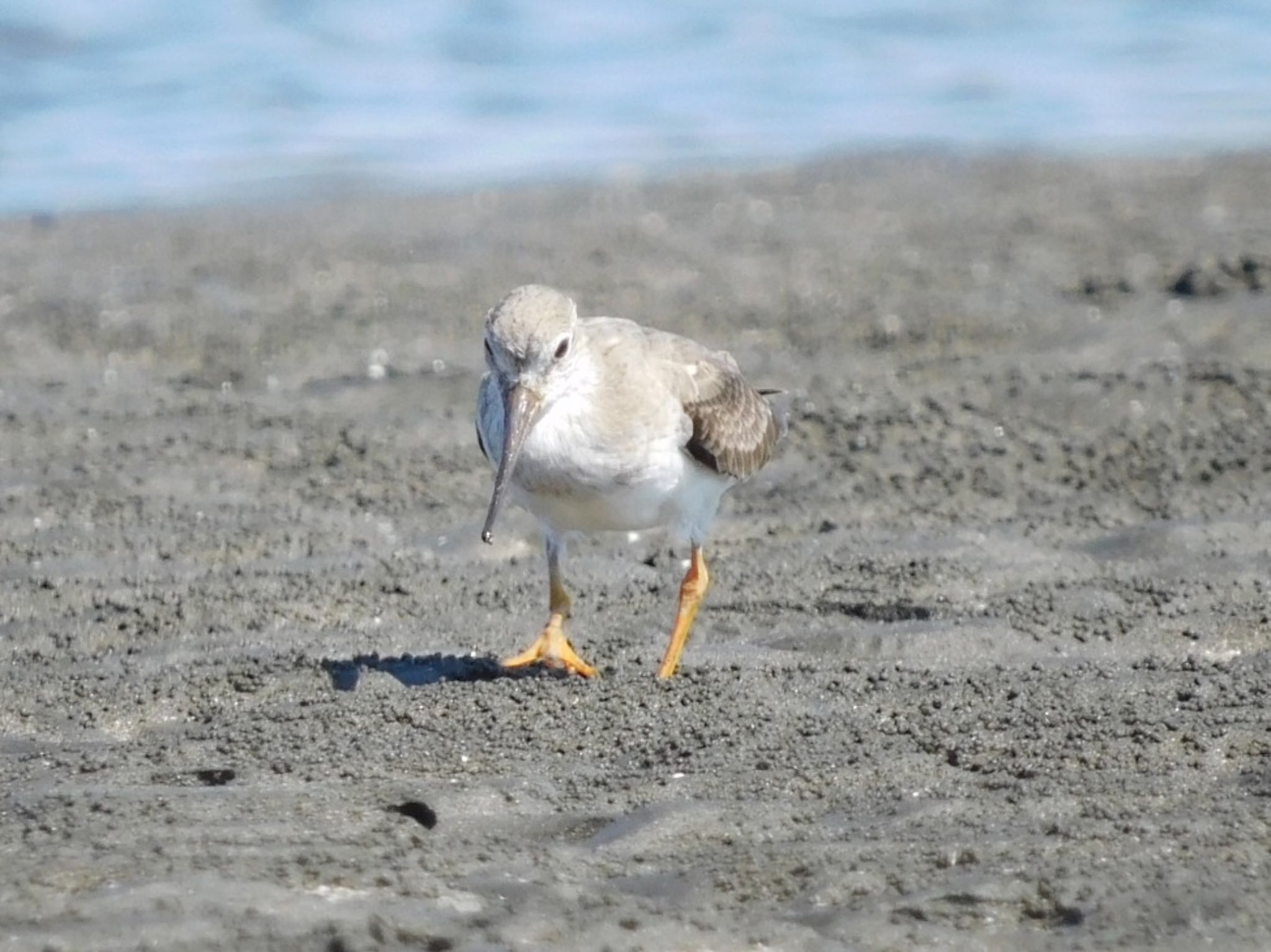 ふなばし三番瀬海浜公園 ソリハシシギの写真 by ucello